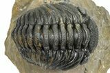 Detailed Phacopid (Morocops) Trilobite - Foum Zguid, Morocco #363157-3